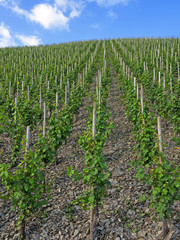 Weinberg mit Weinstöcken in Reihen