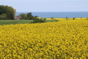  Raps Blüte Ostsee 