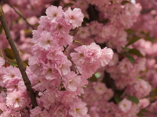 A warm spring day in the city garden blossomed delightful sakura