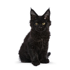 Black Maine Coon cat kitten sitting isolated on white facing camera looking straight in lens