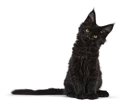 Black Maine Coon cat kitten sitting isolated on white facing camera with tilted head