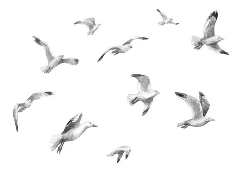 Watercolor Flying Seagulls