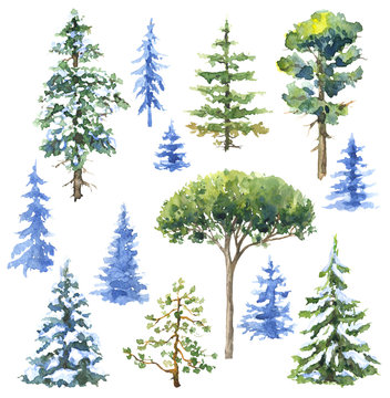Watercolor Conifers  and Evergreen Trees