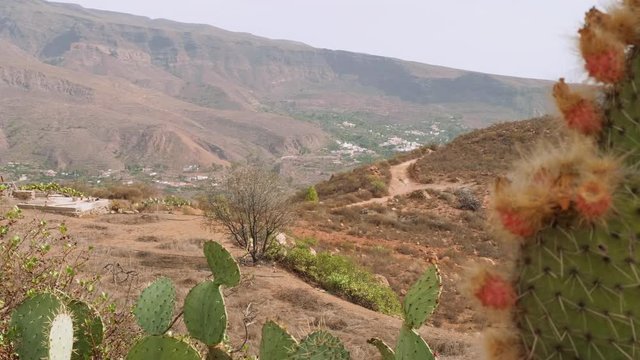 View of mountains and trees and cactus from viewing point in centre of Gran Canaria