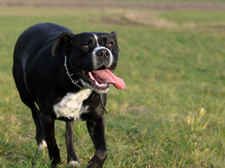 Duży czarny groźny pies biega po jesienno zimowym polu. Mix Amstaffa.  - obrazy, fototapety, plakaty