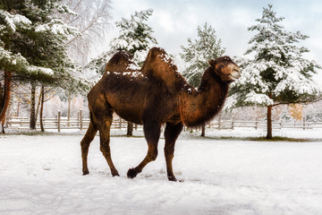 two-humped camel in the winter among the snow