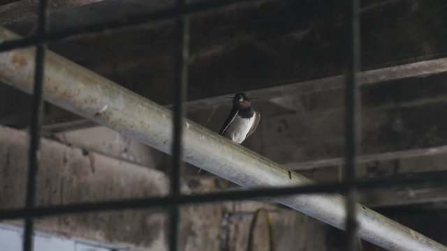 Small Bird on a Pipe