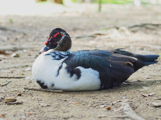 Laying duck at the botanical garden of medellin in colombia