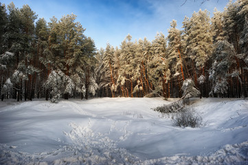 winter forest. morning in a snowy forest