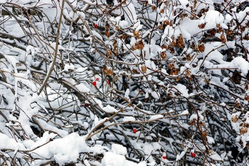 ветки куста калины  с красными ягодами в снегу