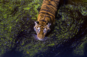 Swimming Tiger