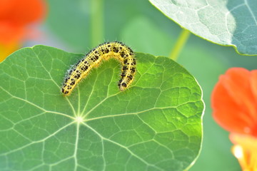 caterpillar pieris brassicae
