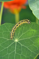 caterpillar pieris brassicae
