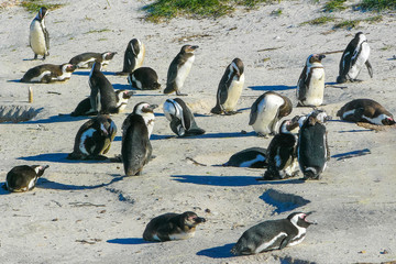 penguin colony in Boulder Beach