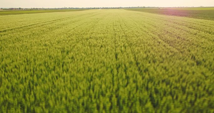 Aerial shot of a green field of wheat
