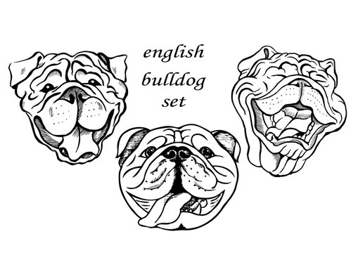 portraits of english bulldog dogs, black and white graphic vector illustration