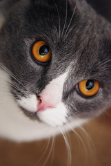 Close-up of British Shorthair cat, Close up. Vertical Image.