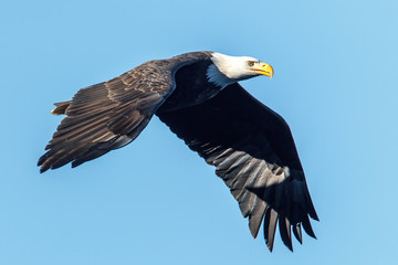 Bald eagle soars up in the sky.