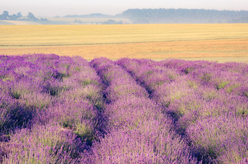 Plakat Blooming lavender fields in Little Poland