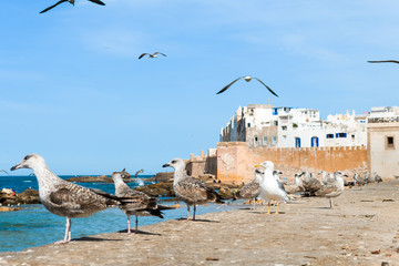 seagulls at essaouira port with medina at background
