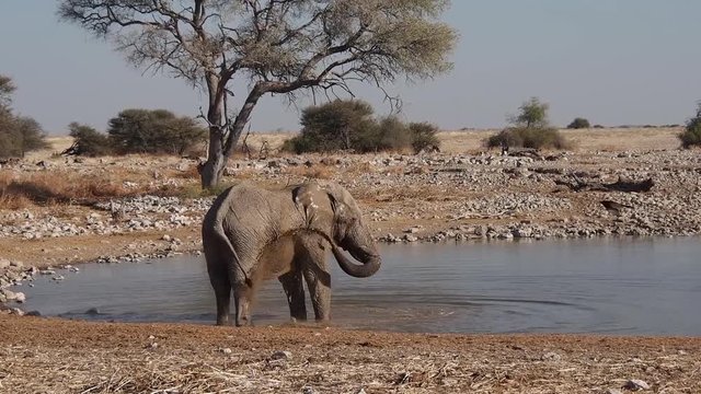 Namibia - Etoscha Nationalpark - Afrikanischer Elefant