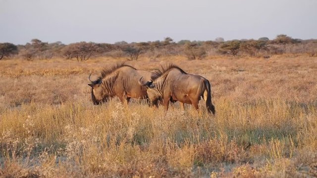 Namibia - Etoscha Nationalpark - Streifengnu