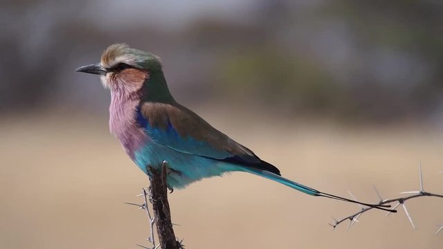 Namibia - Etoscha Nationalpark - Gabelracke