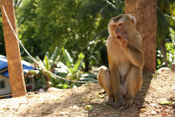 Tamed macaque monkey sitting on a tree, Thailand