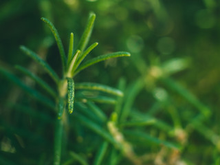 Rosemary herb needles macro shot. Plant growing outdoors in home garden