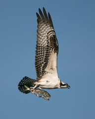 Osprey Catch II