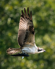 Osprey Catch VI