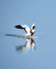 Shelduck  Tadorna tadorna Landing