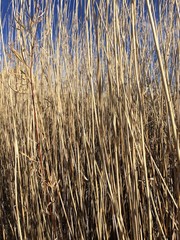 Dried grass stalks