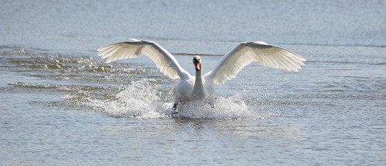 Fototapeta na wymiar Swan Landing on Water