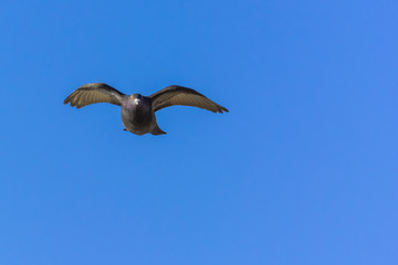 A Grey Pigeon Showing Its Superb Flying Technique