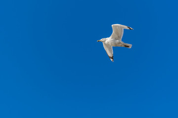 A White Seagull Enjoying Sunlight on a Warm Winter Day