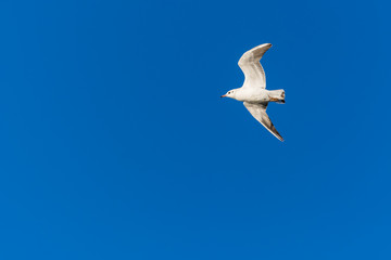 A Dark-eyed Seagull Flying Towards the Sun