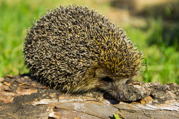 Young prickly hedgehog on the log