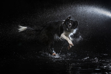dog dogs animal border collie border-collie aqua at the calendar water   lump water jump Frisbee  бордерколли фрисби  вода собками прыжок прыжок в воде на каледнарь год собаки  новый годthe year of th