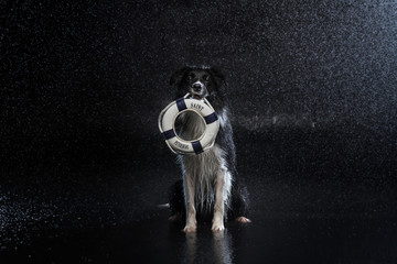 dog dogs animal border collie border-collie aqua at the calendar water   lump water jump Frisbee ...