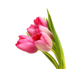 Purple tulips isolated on a pure white background 