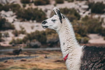 Obraz premium Close-up Llama on the Andes