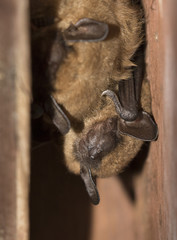  Big Brown Bats (Eptesicus fuscus)