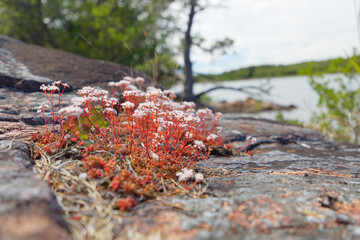 Closeup of white and red Succulent flower, sea and rock in the background