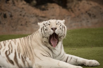 The relax of the tiger