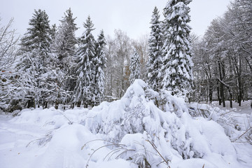 Christmas trees covered with snow in the city park