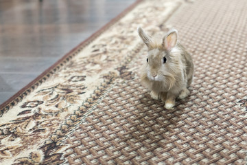 Cute brown rabbit