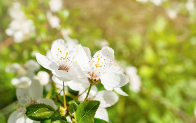 Fototapeta premium The branches of a blossoming tree. Abstract blurred background of spring white cherry blossom. Selective focus, horizontal.
