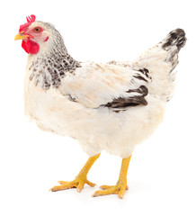 White hen isolated.
