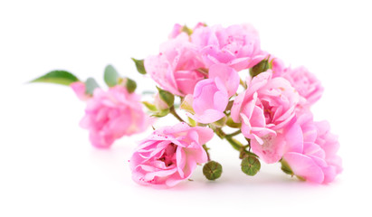 Beautiful pink roses.